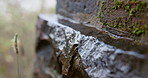 Rocks, rain and outdoor with plants on landscape with moisture, moss or geology in countryside. Stone, nature and texture in closeup, bush and winter with water drops, sustainability and environment