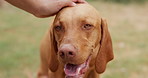 Pet, hand and person with dog outdoor for training, bonding or emotional support in nature. Animal, protection and owner with vizsla puppy for love, comfort or care in park together for connection.