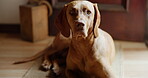 Companion, face and relax with dog on floor in home living room for animal care or loyalty. Alert, security and waiting with Hungarian Pointer in apartment for adoption, break or protection duty