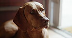 Alert, relax and waiting with dog on floor in home living room for animal care or loyalty. Companion, pet and security with Hungarian Pointer in apartment for adoption, break or protection duty