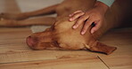 Stroke, dog and hand with pet, home and chilling with domestic animal, relax and support for canine. Love, person and bonding with furry companion, scratch and care for Vizsla, loyalty and together