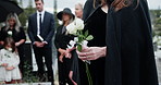 Rose, funeral and hands of woman by graveyard for remembrance, mourning or grief at service. White flower, memorial and female person at cemetery for burial ceremony for loss, sympathy or respect. 