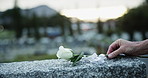 Hands, rose and tombstone at cemetery for grief with memory, mourning and outdoor at funeral. Person, white flower and sympathy for death at graveyard with respect, memorial and farewell for loss