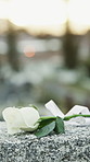 Rose, tombstone and funeral in graveyard with remembrance, space and burial ceremony for final goodbye. Bokeh, flower and memorial service in cemetery outdoor with gravestone, tribute and tradition.