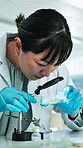 Science, sample and Asian woman with magnifying glass in lab, analysis and observation for pathology research. Petri dish, examine or mature scientist with investigation, virus study or medical trial