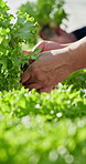 Hands, growth inspection and farmer with lettuce for agriculture, sustainability and harvest. Greenhouse, plant and person on farm with agro business for crops, quality control or hydroponics produce