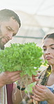 People, growth inspection and farmer with lettuce for agriculture, sustainability and harvest. Greenhouse, plant and farm team with agro business for crops, quality control or hydroponics produce