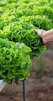 Hands, inspection and farmer with lettuce for agriculture, sustainability and harvest. Greenhouse, plant growth and person on farm with agro business for crops, quality control or hydroponics produce