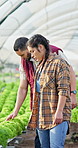 Team, growth inspection and farmer with lettuce for agriculture, sustainability and harvest. Greenhouse, plant and people on farm with agro business for crops, quality control or hydroponics produce