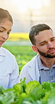 People, scientist and tablet in greenhouse for agriculture with checklist, report and inspection for crops. Woman, man and team with organic vegetables, sustainability and tech with app for farming