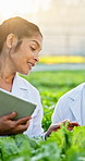 People, scientist and tablet in greenhouse with vegetable with talk, report and inspection for crops. Woman, man and team with eco friendly agriculture, sustainability and tech with app for farming