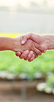 Handshake, deal and farmer with lettuce for agriculture, sustainability and harvest. Greenhouse, shaking hands and people on farm with agro business for crops, quality control or hydroponics produce