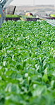 Greenhouse, leafy greens and empty for agriculture with growth, sustainability and seedlings. Organic vegetables, leaves and lettuce with with eco friendly farming for food production in countryside