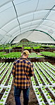 Man, growth inspection and farmer with plants for agriculture, sustainability and harvest. Greenhouse, vegetable and back on farm with agro business for crops, quality control or hydroponics produce