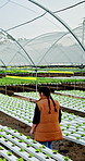 Woman, growth inspection and farmer with plants for agriculture, sustainability or harvest. Greenhouse, vegetable and walk on farm with agro business for crops, quality control or hydroponics produce