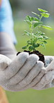 Hands, volunteer and plant growth in nature for earth day, soil restoration and eco friendly. Person, gloves or leaves blossom with organic fertiliser, sustainable environment and community gardening