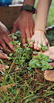 Hands, people and gardening with plant growth for earth day, soil restoration and eco friendly. Community, agriculture and leaves with organic fertilizer, sustainable environment and planting produce