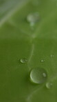 Nature, water and drop on leaf for growth, hydration and humid condition to aid photosynthesis. Ecosystem, closeup and fluid on plant for nutrition, sustainability or moisture with dew in environment