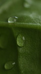 Farming, growth and water drop on leaf for irrigation, hydration and humidity to aid photosynthesis. Agriculture, closeup and fluid on plant for nutrition, sustainability and moisture for maintenance