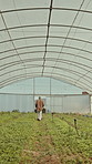 Man, farmer and walk with crate in greenhouse with back, harvest and organic food production. Mature person, box and vegetables crops with eco friendly agriculture, sustainability and produce at farm