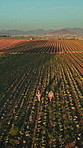 Aerial, couple and walking with box on farm for agriculture stock, harvest crops and food production. Drone, people and space with organic produce, sustainable farming and vegetable growth in nature