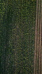 Agriculture, drone and person walking on farm, field inspection and environment for crop cultivation. Sustainability, space and farmer with vegetable development check, outdoor and monitoring harvest