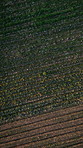 Aerial, person and walking in nature for inspection of crops, agriculture and quality assurance. Drone, farmer and field with vegetable growth, plantation and sustainable business for harvest season