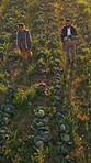 Drone, farming and couple with discussion agriculture for sustainability and feedback for harvest. Above, man and woman in nature, countryside and growth with pattern, landscape and conversation