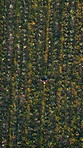 Aerial, person and walking with box on farm for agriculture stock, harvest collection and food production. Drone, farmer and container with organic produce, vegetable growth and plantation in nature