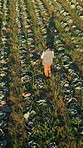 Back, woman and walk with tablet on farm for inspection, agriculture stock and food production. Drone, female person or digital for quality control, sustainable farming and vegetable growth in nature