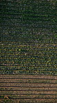 Aerial, person and walking for farming in nature for agriculture, harvest crops and food production. Drone, farmer and inspection for quality assurance, sustainable field and vegetable growth outdoor