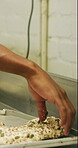 Chef, hands and bagel dough in bakery with sunflower seeds, cooking food and cuisine for restaurant. Person, grains or ingredients in kitchen with catering, meal prep or gluten free bread roll recipe