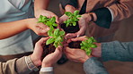 Hands, business people and team with plant for conservation, sustainability and climate change. Sprout, group and soil for green growth, environment protection and eco friendly in office from above