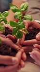 Plants, nature and hands of volunteers in community with earth day, sustainability or non profit Group, solidarity and team of people with green leaves for growth, support or ngo charity outdoor.