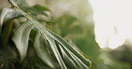 Monstera, leaves and water drops in garden with humidity, hydration or sustainability for natural growth. Outdoor, botany and plants in backyard with liquid, moisture and condensation in environment.