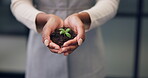 Woman, hands and soil with plant in office for green investment, financial return or ESG project. Finance investor, employee and sprout for eco friendly initiative, sustainable funds and development
