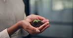 Woman, hands and sprout with soil in office for green investment, financial return or ESG support. Finance investor, person and plant for eco friendly initiative, seed funding or sustainable project
