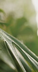 Leaf, nature and outdoor with plant with water drops for sustainability, environment and ecology. Macro, growth and texture of foliage for background, hydration and photosynthesis in garden closeup