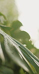 Leaf, nature and closeup with plant with water drops for sustainability, environment and ecology. Macro, growth and space of foliage for background, hydration and photosynthesis in outdoor garden