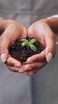 Hands, person and plant for sustainability, growth and support for environment protection. Green conservation, earth day or business woman with seedling, climate change or eco friendly development