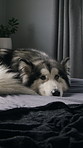 Dog, husky and relax in bedroom at house with comfort, morning peace or calm with adoption security. Apartment, pet or chill with animal on bed for resting, wellness or foster care on weekend