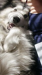 Dog, relax and face in bedroom with owner for comfort, morning peace and calm from above. Home, pet and portrait with woman on bed for resting, wellness or care with husky for connection together