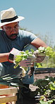 Harvest, plant and black man with soil, growth and agriculture for nature, sustainability or inspection. Person, fertilizer and farmer with seedling for production, environment and vegetables