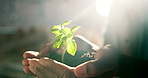 Hands, person and nature with plant growth, sustainability and earth day for conservation. Lens flare, soil and leaves outdoor for agriculture, eco friendly and cultivation for botanical development
