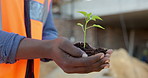 Plant, soil and hands of civil engineer outdoor for sustainability, growth and horticulture. Man, fertilizer and construction worker with green leaf for eco friendly building development with botany.