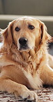 Animal, dog and relax on carpet in home for domestic comfort, companion and furry best friend. Adoption, cozy golden retriever and resting in living room for pet care, cute canine rescue and loyalty