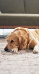 Pet, dog and relax on carpet in home for domestic comfort, companion and furry best friend. Adoption, cozy golden retriever and resting in living room for animal care, cute canine rescue and loyalty