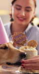 Lick, girl and dog in home with birthday cake, eating snack and happy for adoption milestone. Pet owner, hungry and feeding golden retriever in lounge for celebration, bonding and treat at party