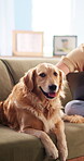 Remote work, person and dog with face in home for loyal companion, owner attachment and affection. Laptop, freelancer and stroke golden retriever on sofa for protection, pet adoption and animal care