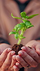Plants, nature and hands of woman in community with earth day, sustainability or non profit Group, solidarity and female volunteer with green leaves for growth, support or ngo charity outdoor.